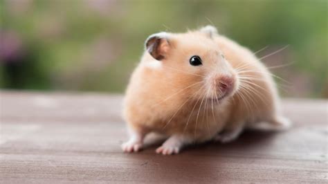 shamster|Pet Hamster Breed Information